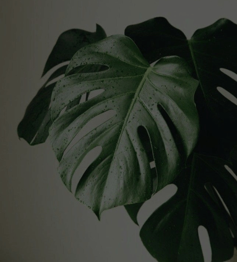 esterabel.com avalehe taustapilt